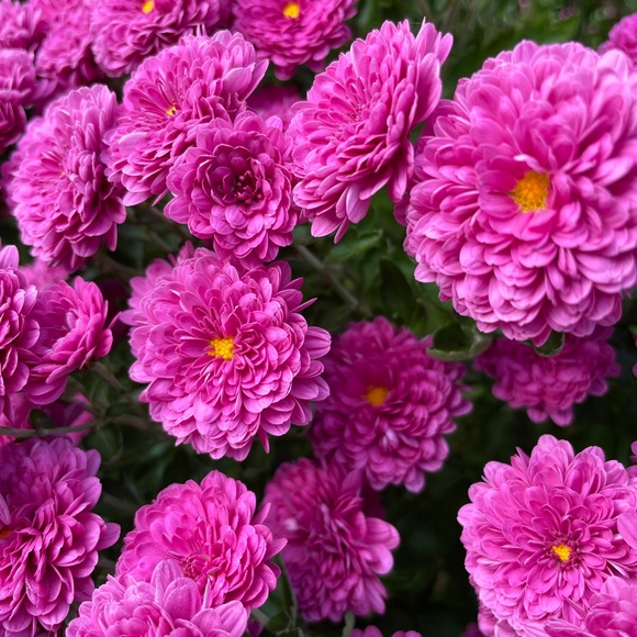 gillybloom